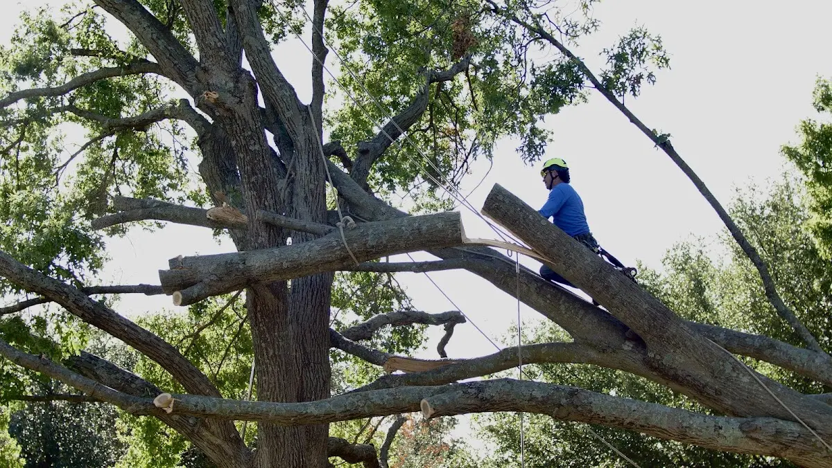 Professional Crown Thinning performed by certified arborists in Worthington