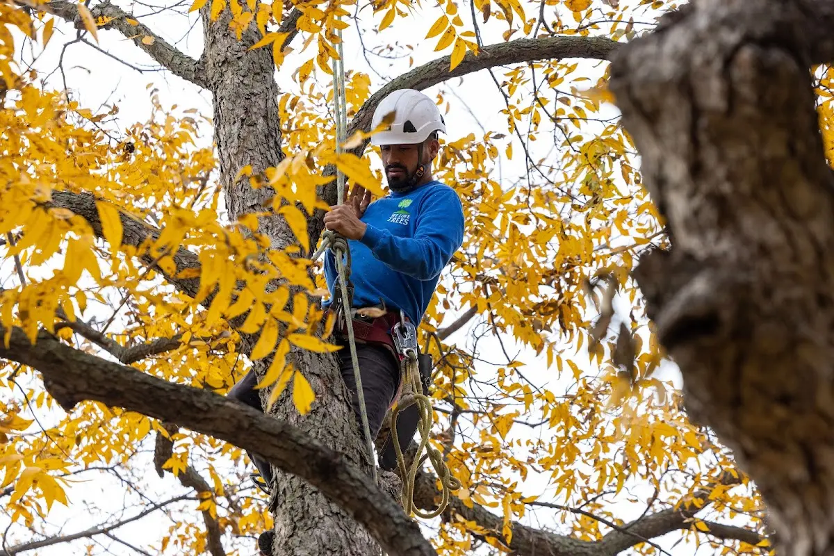 Skilled Tree Trimming crew working in Worthington